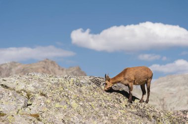 Genç kadın alp Capra ibex yüksek taş Dombay dağlar, kayalar. Kuzey Kafkasya. Rusya