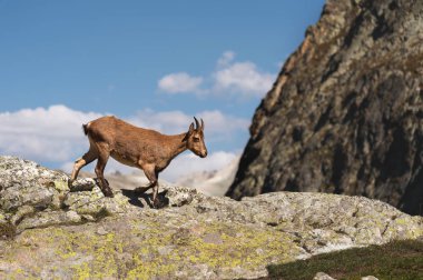 Genç kadın alp Capra ibex yüksek taş Dombay dağlar, kayalar. Kuzey Kafkasya. Rusya