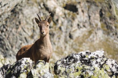 Kameraya bakarak ve yüksek üzerinde duran genç kadın alp Capra ibex kayalara karşı Dombay dağlarda taş kayalar. Kuzey Kafkasya. Rusya