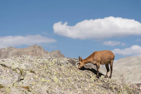 Jonge vrouwelijke alpine Capra ibex op de hoge rotsen steen in Dombay bergen. Noord-Kaukasus. Rusland — Stockfoto