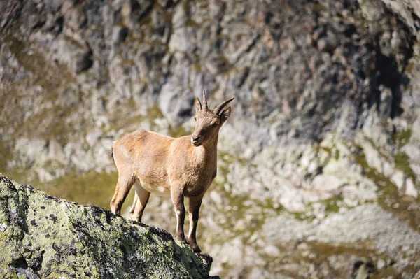 Young female alpine Capra ibex looking at the camera and standing on the high rocks stone in Dombay mountains against the rocks. North Caucasus. Russia — Stock Photo, Image