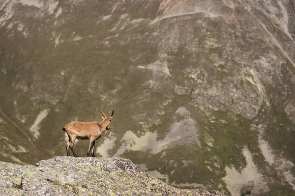 Gehoornde geit mannelijke alpine Capra ibex op de hoge rotsen steen in Dombay bergen. Noord-Kaukasus. Rusland — Stockfoto