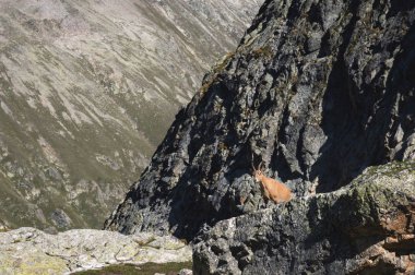 Kameraya bakarak ve yüksek üzerinde duran genç kadın alp Capra ibex kayalara karşı Dombay dağlarda taş kayalar. Kuzey Kafkasya. Rusya.