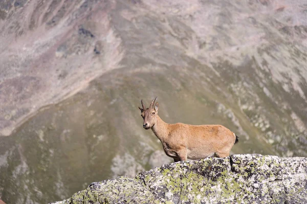 Jonge vrouwelijke alpine Capra ibex kijken naar de camera en staande op de hoge rotsen steen in Dombay bergen tegen de rotsen. Noord-Kaukasus. Rusland — Stockfoto