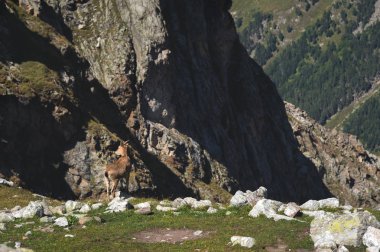 Dombay Dağları'nda yüksek taş taş üzerinde erkek bir alp Capra ibex boynuzlu keçi. Kuzey Kafkasya. Rusya