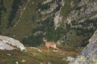 Dombay Dağları'nda yüksek taş taş üzerinde erkek bir alp Capra ibex boynuzlu keçi. Kuzey Kafkasya. Rusya