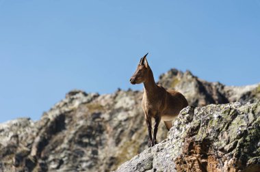 Genç kadın alp Capra ibex yüksek taş Dombay dağlar, kayalar. Kuzey Kafkasya. Rusya
