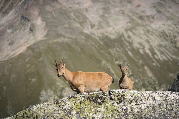 Jonge vrouwelijke alpine Capra ibex met een cub kijken naar de camera en staande op de hoge rotsen steen in Dombay bergen tegen de rotsen. Noord-Kaukasus. Rusland — Stockfoto