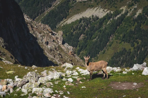 Jeune Capra ibex femelle alpine regardant la caméra et se tenant debout sur les hautes pierres des montagnes Dombay contre les rochers. Caucase du Nord. Russie — Photo