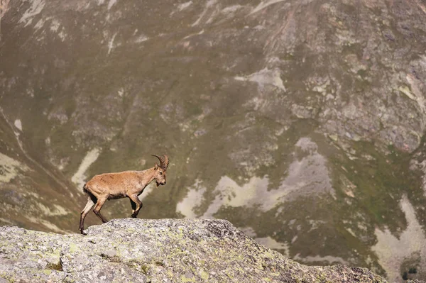 Dombay Dağları'nda yüksek taş taş üzerinde erkek bir alp Capra ibex boynuzlu keçi. Kuzey Kafkasya. Rusya — Stok fotoğraf