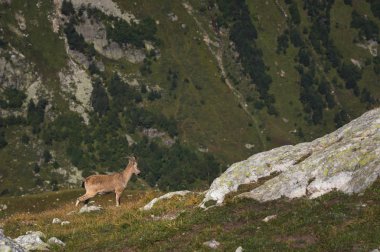 Dombay Dağları'nda yüksek taş taş üzerinde erkek bir alp Capra ibex boynuzlu keçi. Kuzey Kafkasya. Rusya