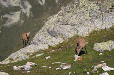 Genç kadın alp Capra ibex kameraya bakarak ve yüksek üzerinde duran bir yavrusu ile kayalara karşı Dombay dağlarda taş kayalar. Kuzey Kafkasya. Rusya