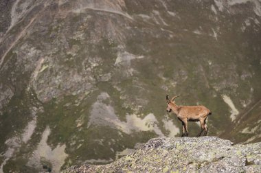 Dombay Dağları'nda yüksek taş taş üzerinde erkek bir alp Capra ibex boynuzlu keçi. Kuzey Kafkasya. Rusya