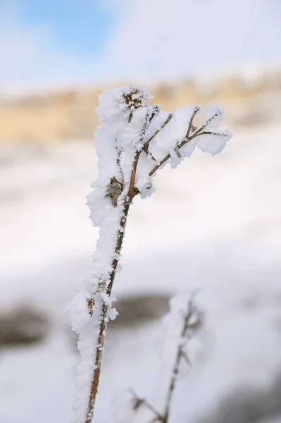 Gros plan de la tige d'herbe gelée par une journée froide et ensoleillée d'hiver — Photo