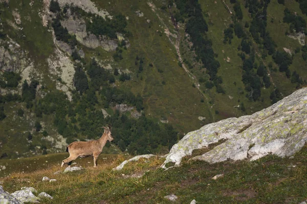 Cabra de cuernos macho alpino Capra ibex en las rocas altas de piedra en las montañas de Dombay. Cáucaso Norte. Rusia —  Fotos de Stock