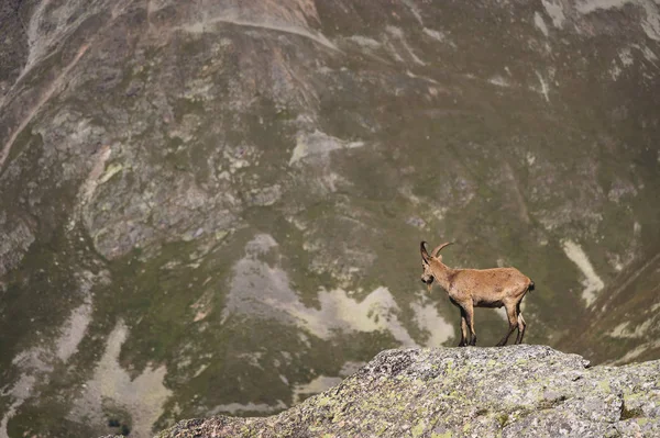 Gehoornde geit mannelijke alpine Capra ibex op de hoge rotsen steen in Dombay bergen. Noord-Kaukasus. Rusland — Stockfoto