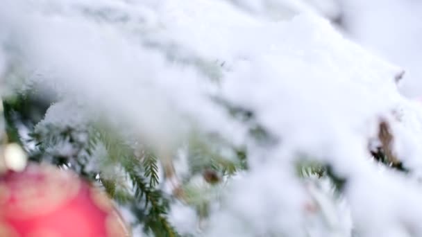 在一个真正的冬天, 在一个真正的冬天, 在一棵新年树被雪覆盖的树枝上, 近距离的女性手挂着圣诞玩具装饰树 — 图库视频影像