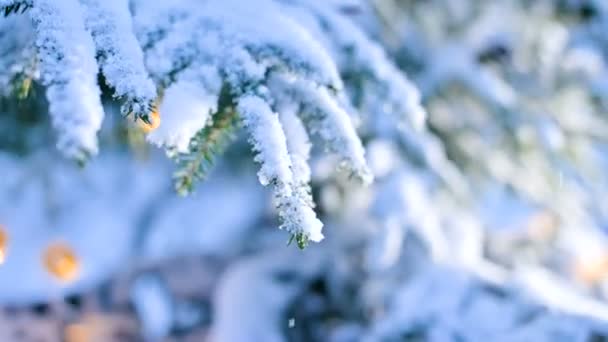 Mani Femminili Primo Piano Manopole Tolgono Ghirlanda Con Luci Inverno — Video Stock