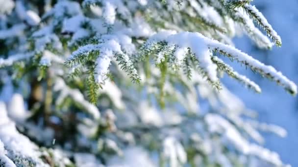 Primer plano del árbol en el bosque de invierno temblando por el viento en la nevada por la noche — Vídeo de stock