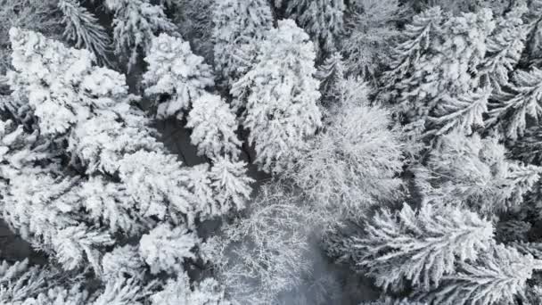 Vista aérea de uma floresta em um dia nublado de inverno. Bela natureza de inverno de abeto e pinho na neve. Voando sobre as árvores cobertas de neve — Vídeo de Stock