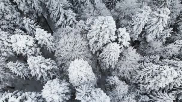 Aerial view of a forest in a winter cloudy day. Beautiful winter nature of spruce and pine in the snow. Flying over the snow-covered trees — Stock Video