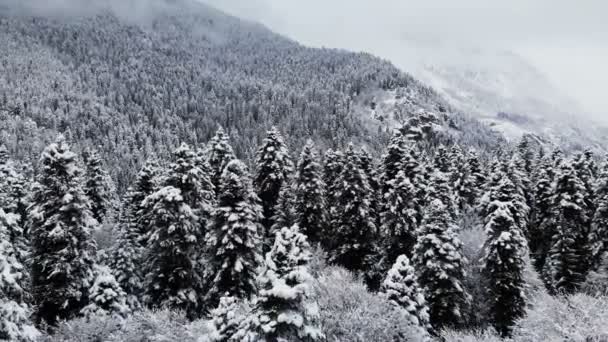 Vista aérea de un bosque en un día nublado de invierno. Hermosa naturaleza invernal de abeto y pino en la nieve. Bajo vuelo sobre árboles cubiertos de nieve cerca de sus copas — Vídeos de Stock