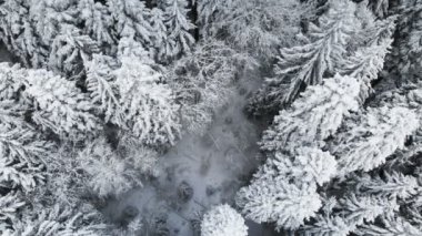 Kış bulutlu bir günde bir ormanda hava görünümünü. Güzel kış ladin ve çam kar doğası. Karla kaplı ağaçlar üzerinde uçan