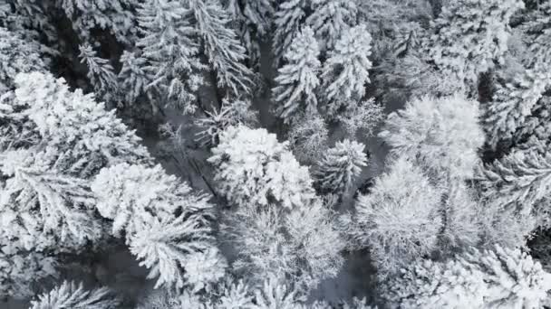 Widok z lotu ptaka lasu w pochmurny dzień zimy. Piękna zima natura świerk i sosna w śniegu. Latające nad śniegiem drzewa — Wideo stockowe