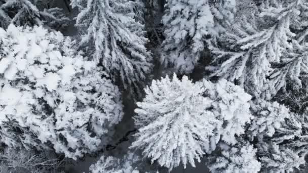 冬季多云的一天中森林的鸟图 美丽的冬季性质的云杉和松树在雪中 在被白雪覆盖的树上飞翔 — 图库视频影像