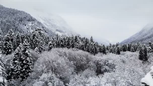Flygfoto över en skog i en molnig vinterdag. Vackra vinter natur av Gran och tall i snön. Lågt flyg över snötäckta träd nära deras toppar — Stockvideo