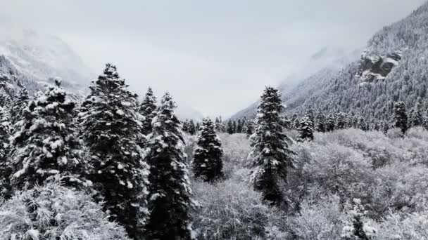 Luchtfoto van een bos in een winterse bewolkte dag. Mooie winter aard van vuren en dennen in de sneeuw. Lage vlucht over besneeuwde bomen in de buurt van de toppen — Stockvideo