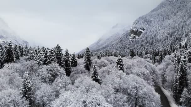 Aerial view of a forest in a winter cloudy day. Beautiful winter nature of spruce and pine in the snow. Low flight over snow-covered trees near their tops — Stock Video