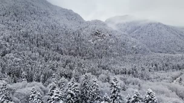 Vista aérea de un bosque panorámico en un día nublado de invierno. Hermosa naturaleza invernal de abeto y pino en la nieve. Volando sobre los árboles cubiertos de nieve — Vídeos de Stock