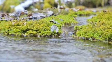 Yakın çekim yavaş art arda sıralı akış yeşil ve taşlaşmış moss tarafından çevrili. Dağ su yüksek mineral içeriği