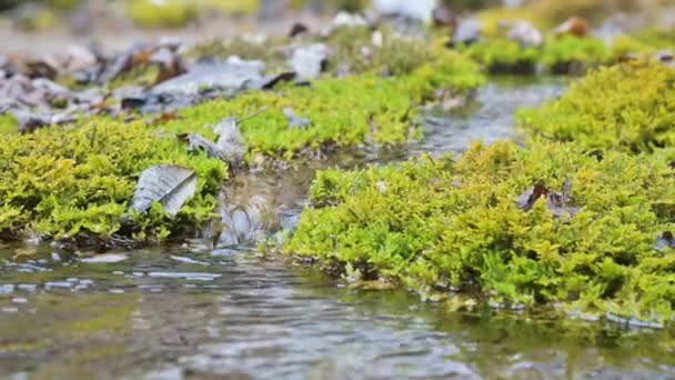 Gros plan ruisseau en cascade au ralenti entouré de mousse verte et pétrifiée. Teneur élevée en minéraux dans l'eau de montagne — Video