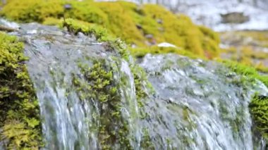 Yakın çekim yavaş art arda sıralı akış yeşil ve taşlaşmış moss tarafından çevrili. Dağ su yüksek mineral içeriği
