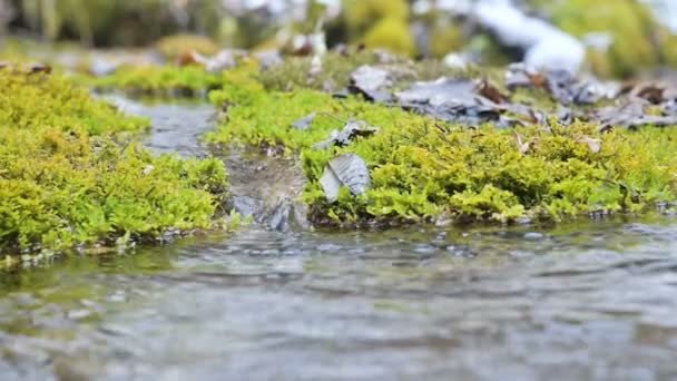 Stream a cascata al rallentatore ravvicinato circondato da muschio verde e pietrificato. Alto contenuto di minerali nelle acque di montagna — Video Stock