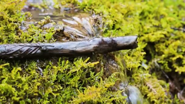 Detailní zpomalené cascade stream obklopené zelenou a zkamenělé moss. Vysoký obsah minerálních látek v horské vodě — Stock video