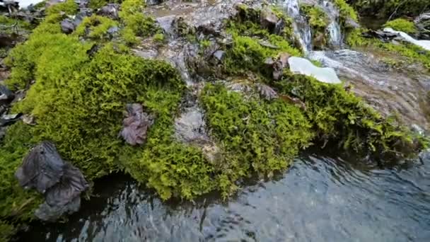 Gros plan ruisseau en cascade au ralenti entouré de mousse verte et pétrifiée. Teneur élevée en minéraux dans l'eau de montagne — Video