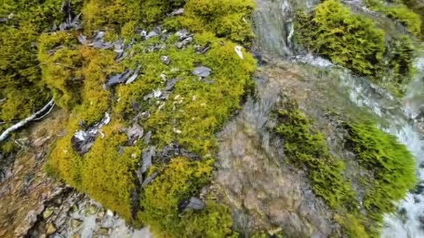 Gros plan ruisseau en cascade au ralenti entouré de mousse verte et pétrifiée. Teneur élevée en minéraux dans l'eau de montagne — Video