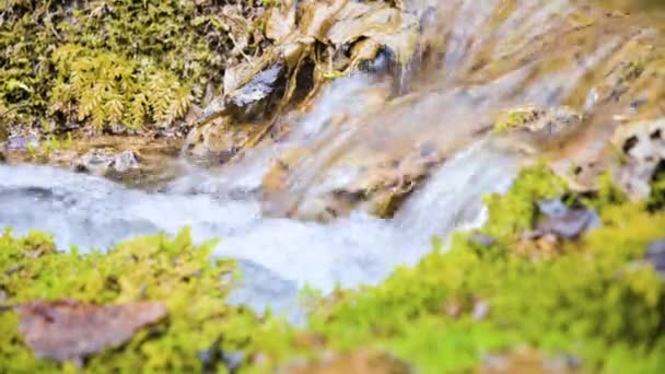 Close-up winter forest cascade stream surrounded by green and petrified moss. High mineral content in mountain water — Stock Video