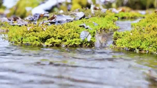 Gros plan Ruisseau d'hiver en cascade entouré de mousse verte et pétrifiée. Teneur élevée en minéraux dans l'eau de montagne 