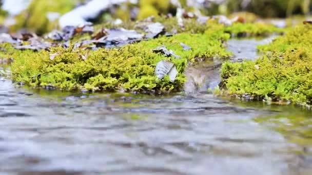 Primer plano del bosque de invierno arroyo en cascada rodeado de musgo verde y petrificado. Alto contenido mineral en agua de montaña — Vídeos de Stock