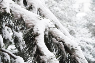 Karlı bir kar yağışı sırasında karla kaplı çam ormanlı kış manzarası ve ön planda ağaçlarla kaplı dallar.