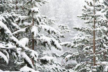 Karlı bir kar yağışı sırasında karla kaplı çam ormanlı kış manzarası ve ön planda ağaçlarla kaplı dallar.