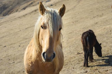 Sarı dağ sonbahar otlaklarında bir at sonun arka planına karşı bej bir atın yakın çekim portresi