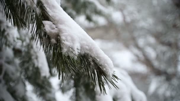 针叶林的冬季降雪。柔和的下雪圣诞早晨与下降的雪在缓慢运动。视频背景 — 图库视频影像