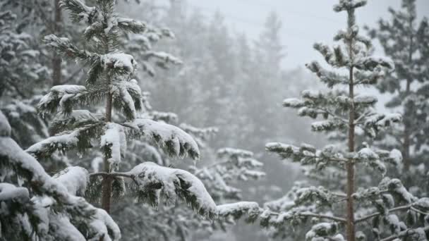 Sneeuwval in de winter in een naald bos. Zachte besneeuwde kerst ochtend met vallende sneeuw in slow motion. Video achtergrond — Stockvideo