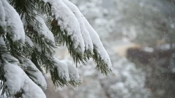 A neve cai no inverno em uma floresta conífera. Manhã de Natal nevada macia com queda de neve em câmera lenta. Fundo de vídeo — Vídeo de Stock