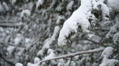 Kışın kar yağışı kozalaklı bir ormanda. Yavaş çekimde düşen kar ile yumuşak karlı Noel sabahı. Video arka planı